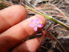 Drosera serpens
