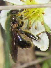Chalcosyrphus inarmatus