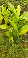 Curcuma longa