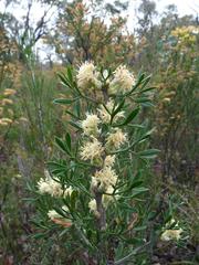Petrophile squamata