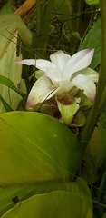 Curcuma longa
