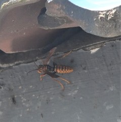 Polistes jokahamae