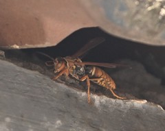 Polistes jokahamae