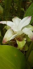 Curcuma longa
