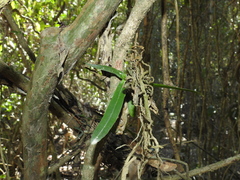 Rhinerrhiza divitiflora