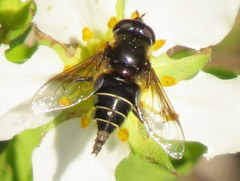 Eristalis cryptarum