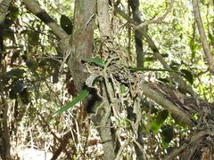 Rhinerrhiza divitiflora