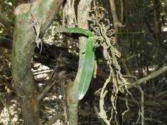 Rhinerrhiza divitiflora