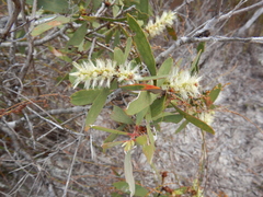 Melaleuca cajuputi