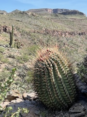 Ferocactus emoryi rectispinus