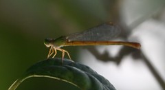 Ceriagrion rubiae