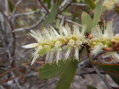 Melaleuca cajuputi
