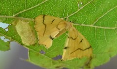 Rondotia menciana