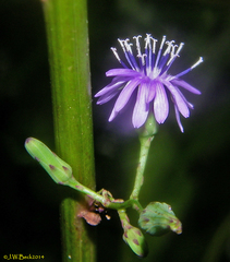 Lactuca floridana