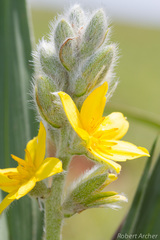Hypoxis galpinii