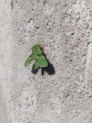 Proserpinus terlooii