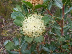 Banksia obovata