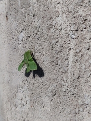 Proserpinus terlooii