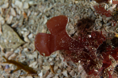 Rhodymenia coccocarpa