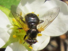 Blera nigra