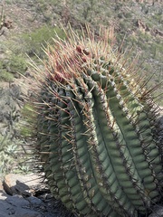Ferocactus emoryi rectispinus