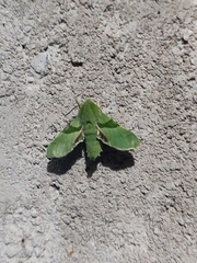 Proserpinus terlooii