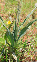 Hypoxis galpinii