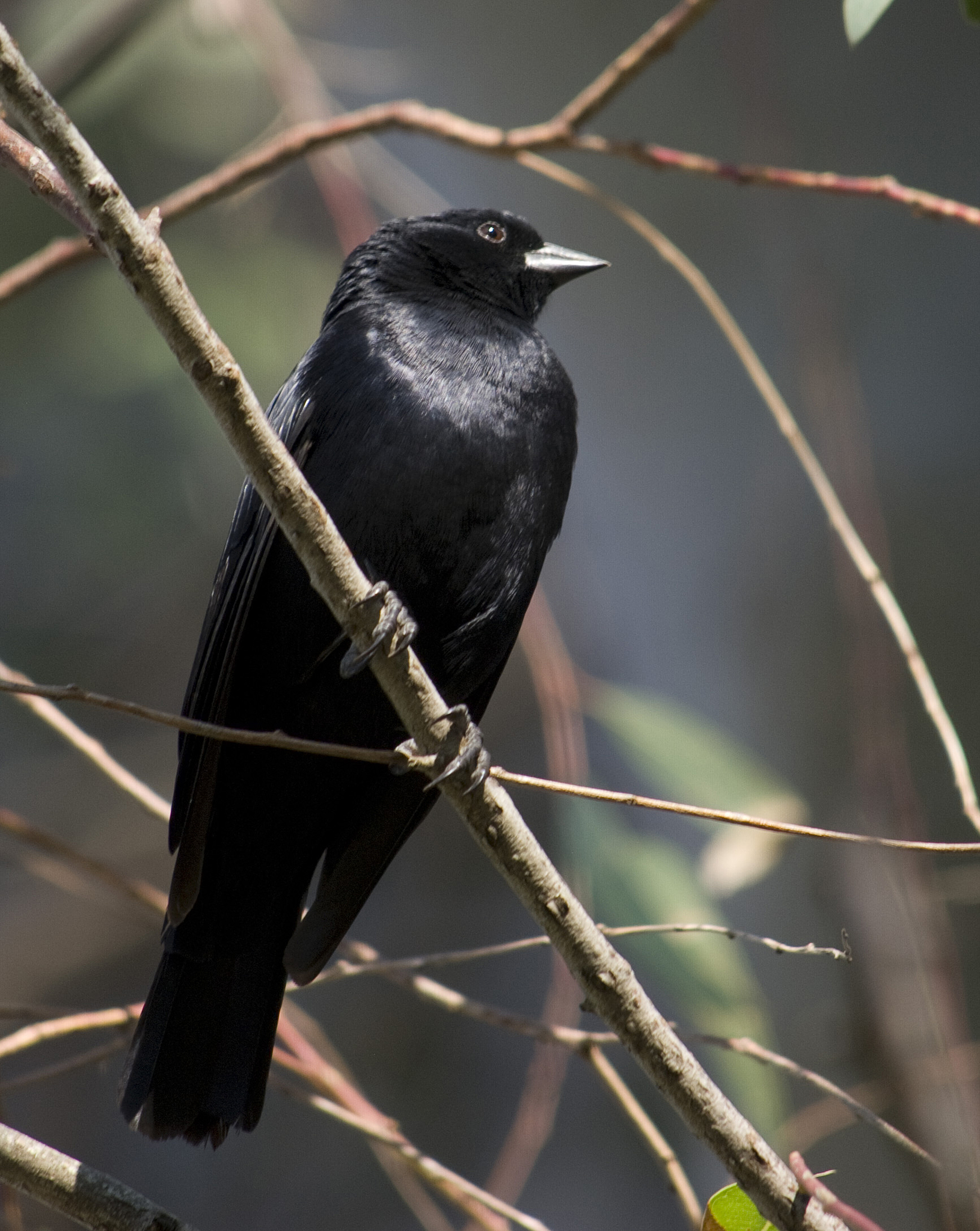 Screaming Cowbird illustration