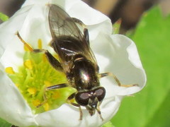 Chalcosyrphus inarmatus