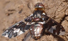 Exoprosopa caliptera