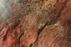 Hypotrachyna neodissecta