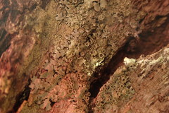 Hypotrachyna neodissecta