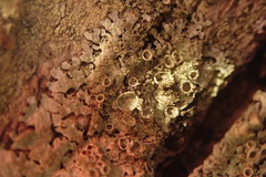 Hypotrachyna neodissecta