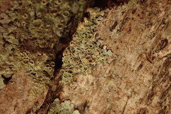 Hypotrachyna neodissecta