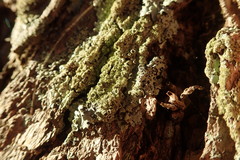 Hypotrachyna neodissecta