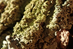 Hypotrachyna neodissecta