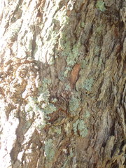 Hypotrachyna neodissecta