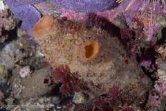 Cnemidocarpa verrucosa