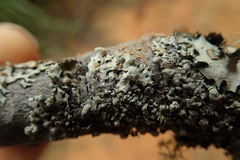 Austroparmelina labrosa