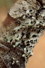 Austroparmelina labrosa