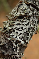 Austroparmelina labrosa