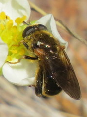 Chalcosyrphus inarmatus