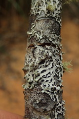 Austroparmelina labrosa