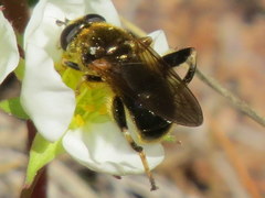 Chalcosyrphus inarmatus
