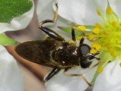 Chalcosyrphus inarmatus