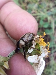Epectinaspis mexicana