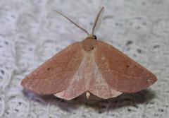 Drepanogynis cnephaeogramma