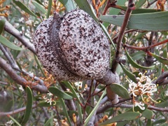 Hakea pandanicarpa