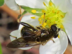 Chalcosyrphus inarmatus