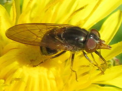 Rhingia nasica image